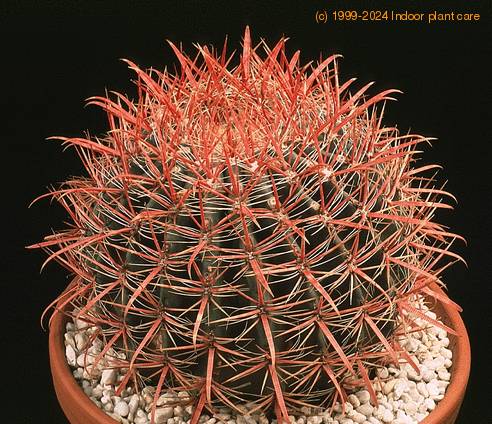 Ferocactus stainesii 630