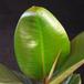 Ficus elastica leaf