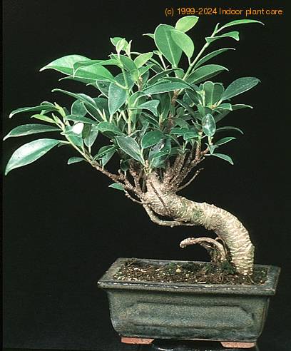 Ficus - kimmen- 2629