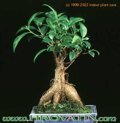 Ficus retussa 2614