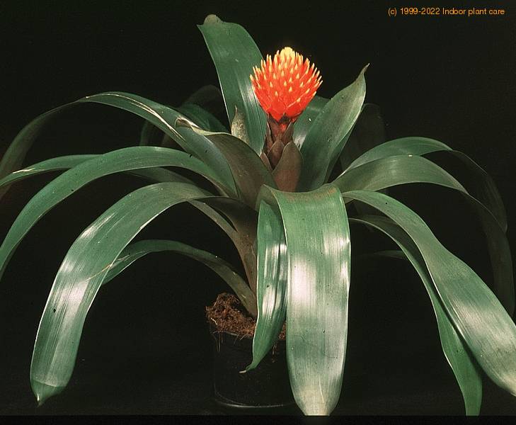 guzmania conifera 2046