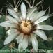 Gymnocalycium ambatoense flower 305