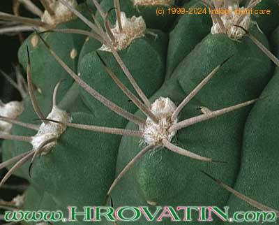 Gymnocalycium ambatoense thorn 306