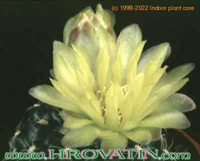 Gymnocalycium andreae v doppianum flower 94
