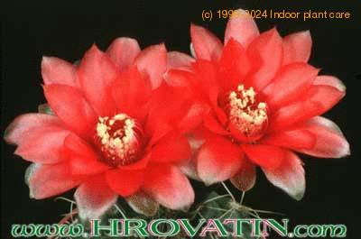 Gymnocalycium baldianum flower 152