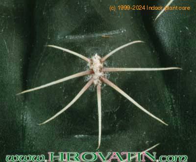 Gymnocalycium baldianum thorn 154