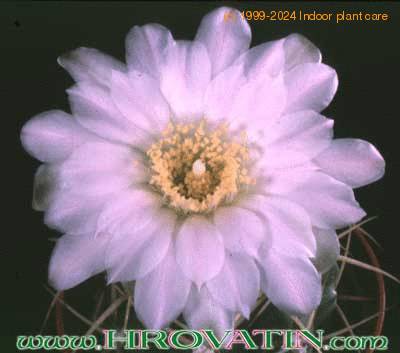 Gymnocalycium chiquitanum v nigrispinum flower 172