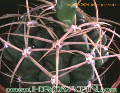 Gymnocalycium chiquitanum v nigrispinum thorn 173
