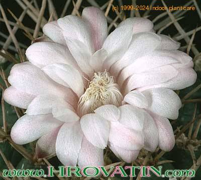 Gymnocalycium euripleurum flower 302