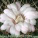 Gymnocalycium euripleurum flower 302