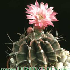 Gymnocalycium friedrichii 141