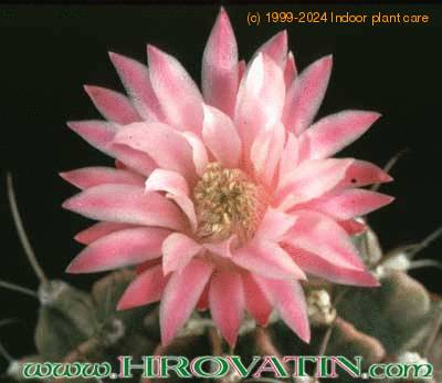 Gymnocalycium friedrichii flower 142