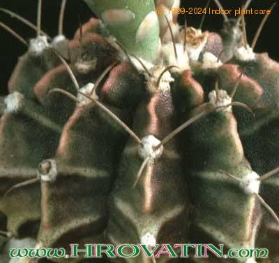 Gymnocalycium friedrichii thorn 143