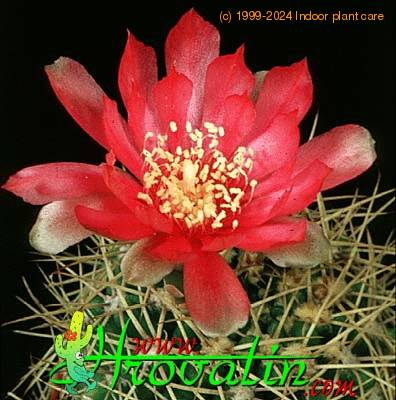 Gymnocalycium horridispinum flower 375