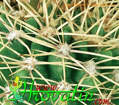 Gymnocalycium horridispinum thorn 376
