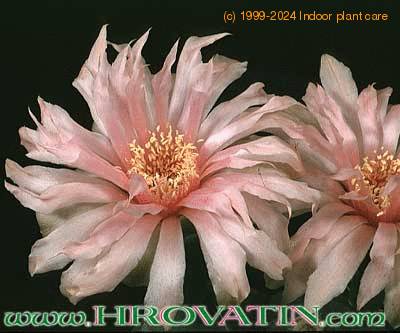 Gymnocalycium horstii flower 315