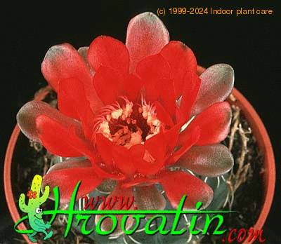 Gymnocalycium hybrid flower 152a