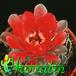 Gymnocalycium hybrid flower 152a
