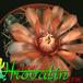 Gymnocalycium hybrid flower 152b