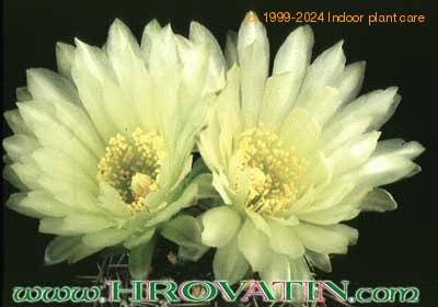 Gymnocalycium hyptiacanthum v citriflorum flower 219