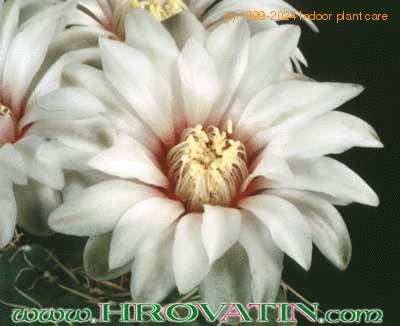 Gymnocalycium quehlianum flower 158