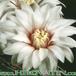 Gymnocalycium quehlianum flower 158
