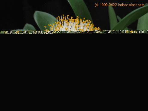 Haemanthus albiflos-flower