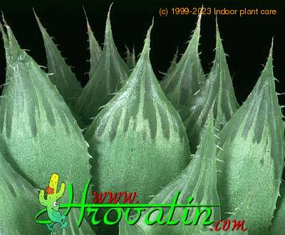 Haworthia cooperi leaf 1145