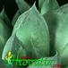 Haworthia cymbiformis leaf 1142