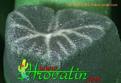 Haworthia maughanii leaf 1138