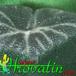 Haworthia maughanii leaf 1138