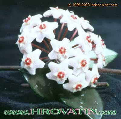 Hoya carnosa flower 1023