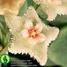 Hoya serpens flower 1362