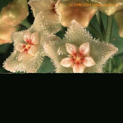 Hoya serpens flower 1363