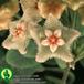 Hoya serpens flower 1363