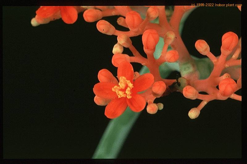 jatropha podagrica 1628