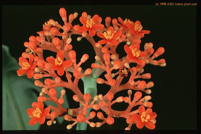 jatropha podagrica 1634