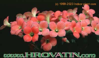 Kalanchoe dorothy flower 1057