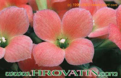 Kalanchoe dorothy flower 1058