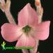 Kalanchoe eriophylla flower 1308