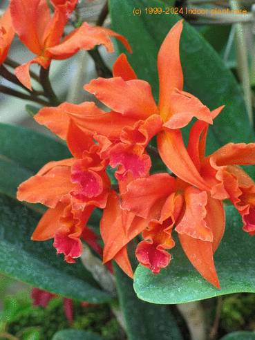 Laeliocattleya orange flower