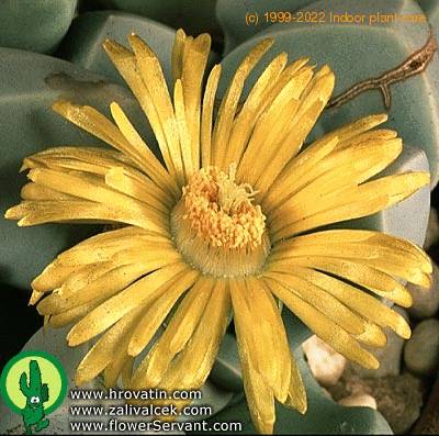 Lapidaria margaretae flower 1569