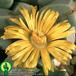 Lapidaria margaretae flower 1569