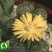 Lithops gesinae v gesinae flower 1577