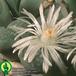 Lithops olivacea v olivacea flower 1580