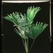 Livistona rotundifolia-1733