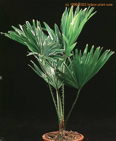 Livistona rotundifolia-1733