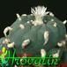 Lophophora echinata v diffusa 413