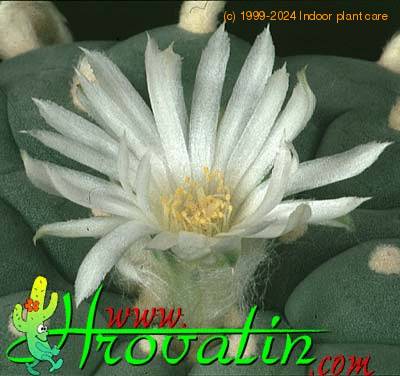 Lophophora echinata v diffusa flower 414