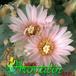 Lophophora fricii v decipiens flower 364